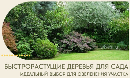 Быстрорастущие деревья для сада идеальный выбор в Кыштыме