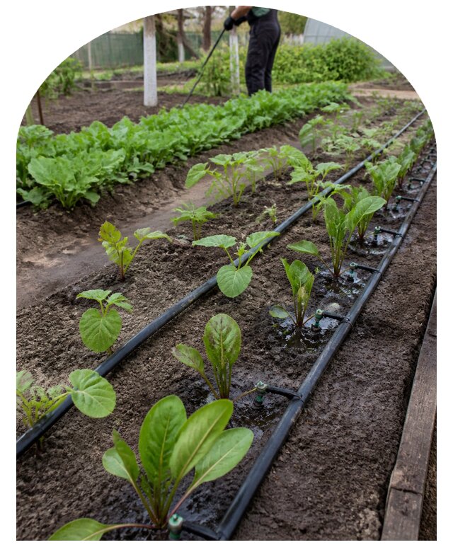 Капельный полив грядок в Кыштыме по цене от 9244 р. | Метпроект-Кшт